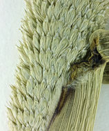Image of pearl millet