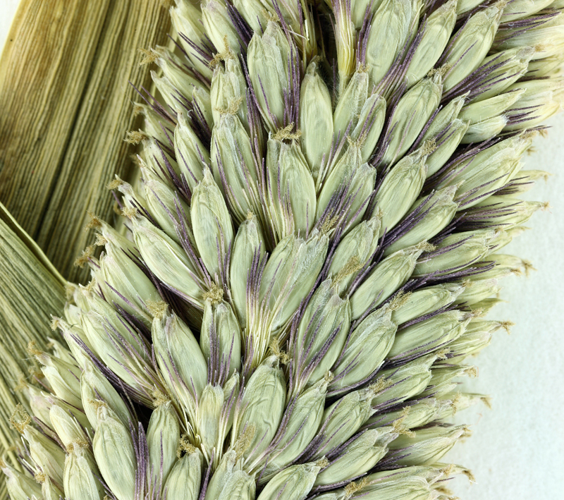 Imagem de <i>Pennisetum glaucum</i>