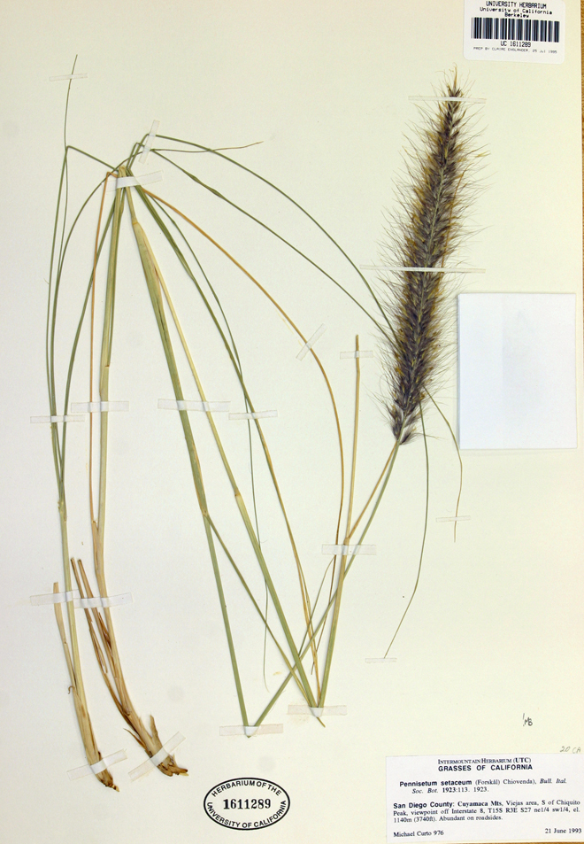 Imagem de <i>Pennisetum setaceum</i>