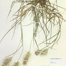 Image of <i>Pennisetum villosum</i>