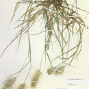 Imagem de <i>Pennisetum villosum</i>