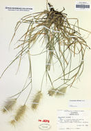 Image of <i>Pennisetum villosum</i>
