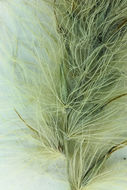 Imagem de <i>Pennisetum villosum</i>