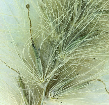 Image of <i>Pennisetum villosum</i>