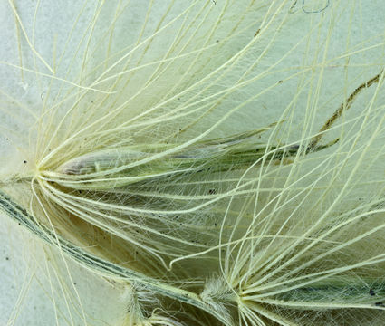 Image of <i>Pennisetum villosum</i>