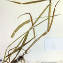 Image of timothy canarygrass