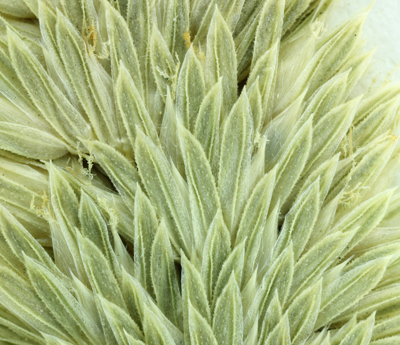 Image of timothy canarygrass