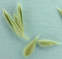 Image of timothy canarygrass