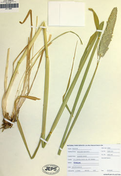 Image of bulbous canarygrass