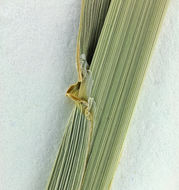 Image of bulbous canarygrass