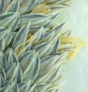 Image of bulbous canarygrass