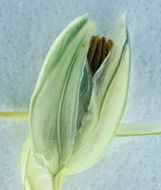 Image of bulbous canarygrass