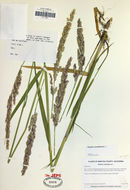 Plancia ëd Phalaris arundinacea L.