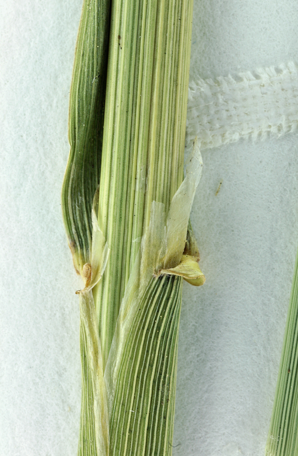 Image of reed canarygrass