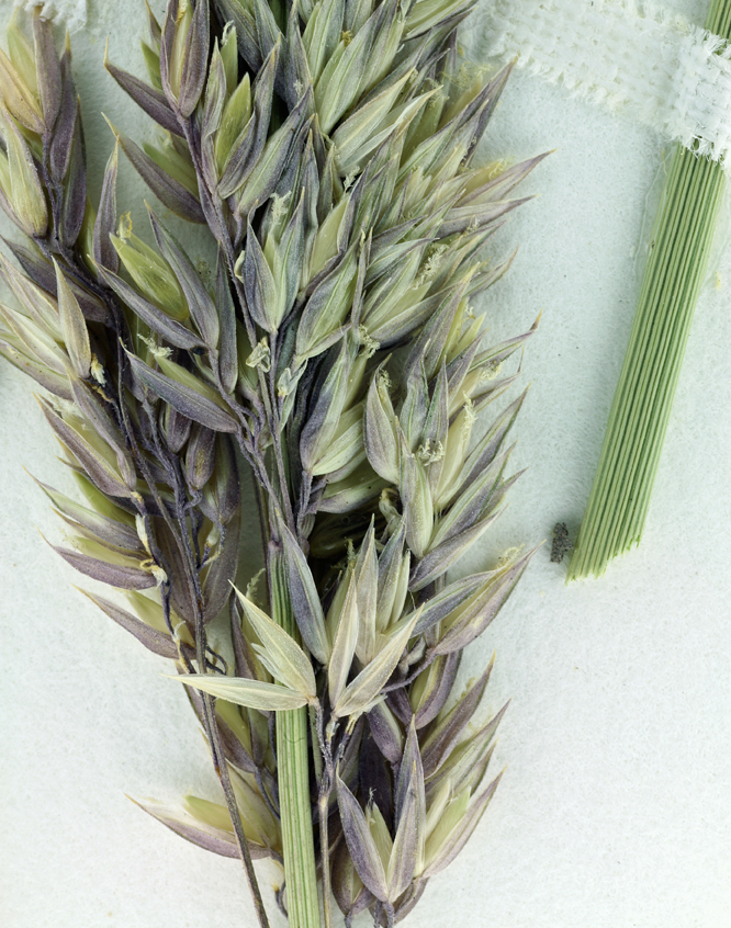 Image of reed canarygrass