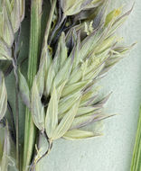 Image of reed canarygrass