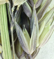 Image of reed canarygrass