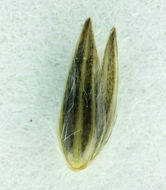 Слика од Phalaris arundinacea L.