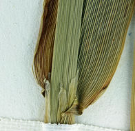 Image of California canarygrass