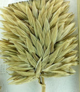 Image of California canarygrass