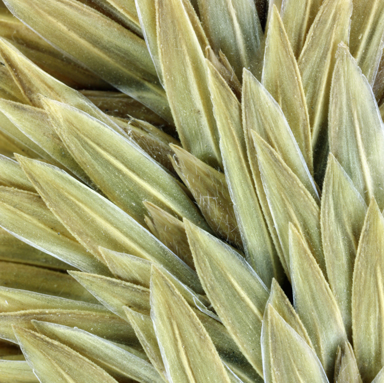 Image of California canarygrass