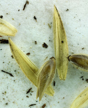 Image of California canarygrass