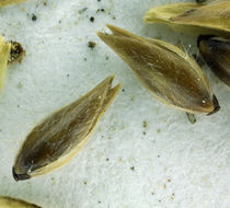 Image of California canarygrass