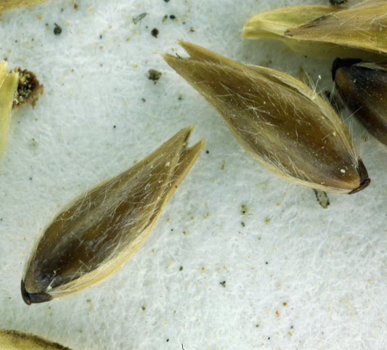 Image of California canarygrass