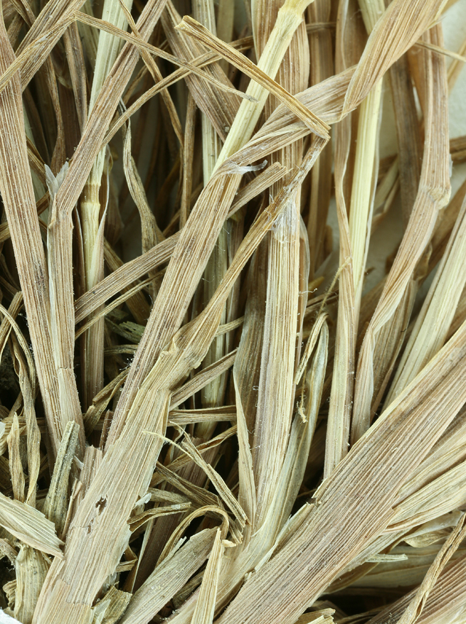 Image of Lemmon's canarygrass