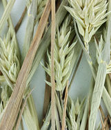 Image of Lemmon's canarygrass