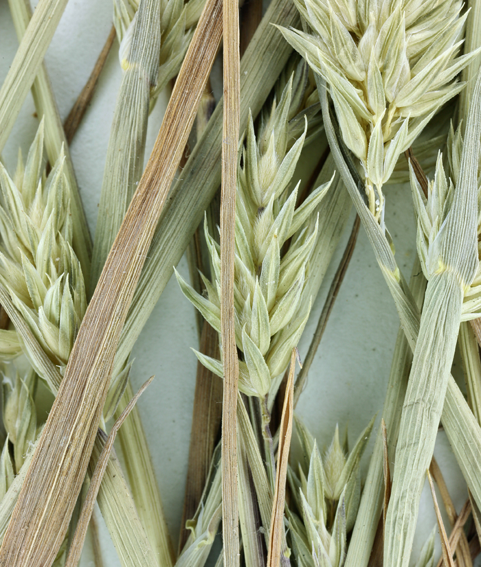 Image of Lemmon's canarygrass