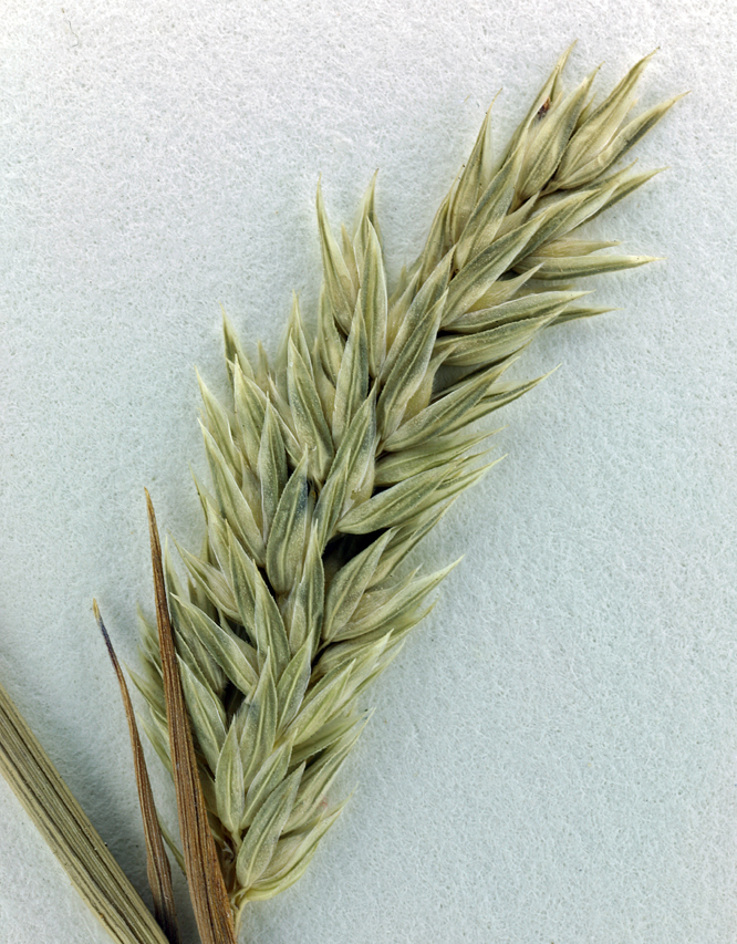 Image of Lemmon's canarygrass