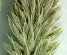 Image of Lemmon's canarygrass