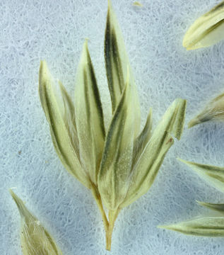 Image of Lemmon's canarygrass