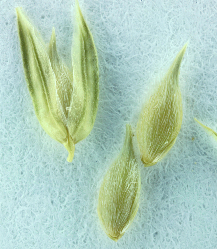 Image of Lemmon's canarygrass