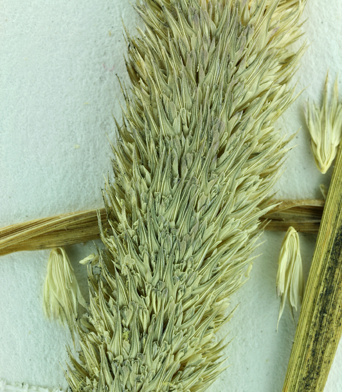 Image of hood canarygrass