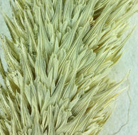 Image of hood canarygrass