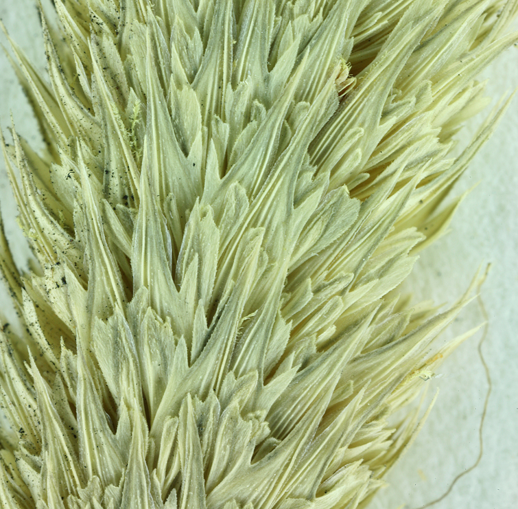 Image of hood canarygrass