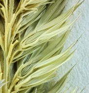 Image of hood canarygrass