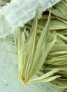 Image of hood canarygrass