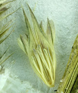 Image of hood canarygrass