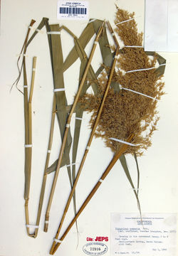 Image of common reed