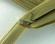 Image of common reed