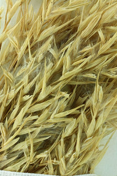 Image of common reed