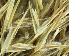 Image of common reed