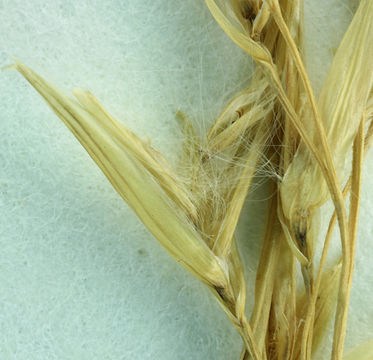 Image of common reed