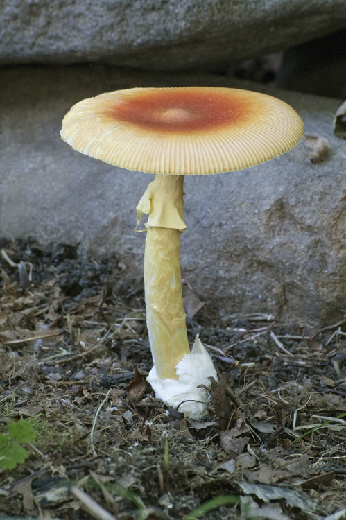 Image of Amanita caesareoides Lj. N. Vassiljeva 1950