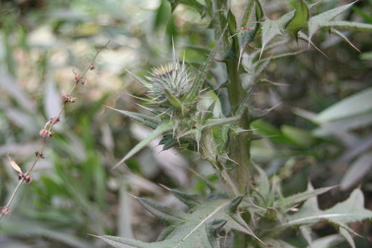 Image of Spear Thistle