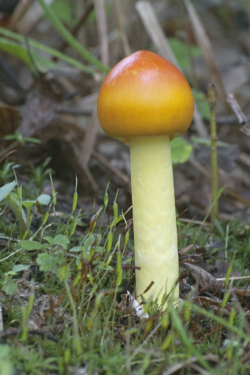 Image of Amanita caesareoides Lj. N. Vassiljeva 1950