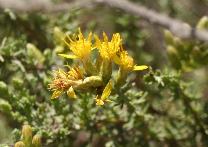 Image of California goldenbush